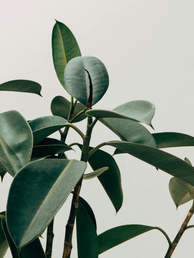 These Beautiful Bedroom Plants May Help You Get Better Sleep