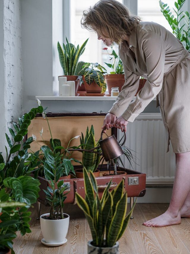 9 Houseplants To Transform Your Interior Into An Indoor Garden