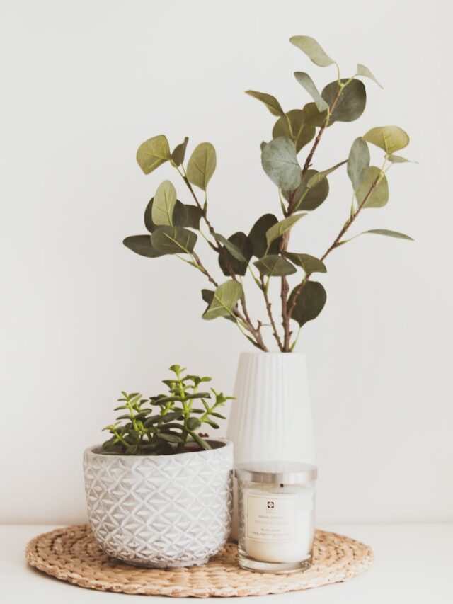 8 Fuss-Free Houseplants That WILL Survive In Your Home