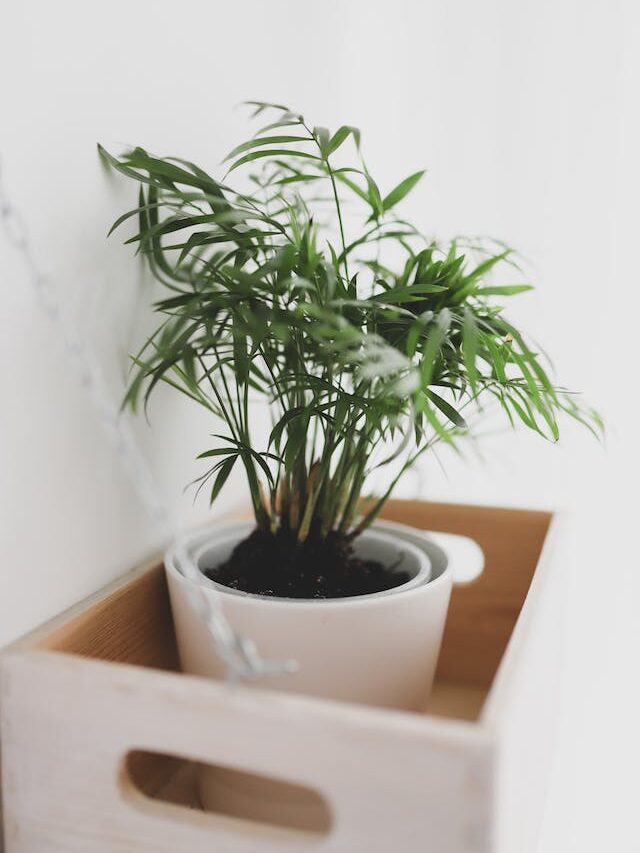 9 Best Indoor Plants That Don't Need Sunlight