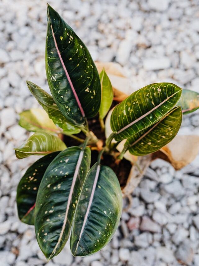 These Are The Best Plants To Make Your Bedroom Feel Like A Cozy Oasis