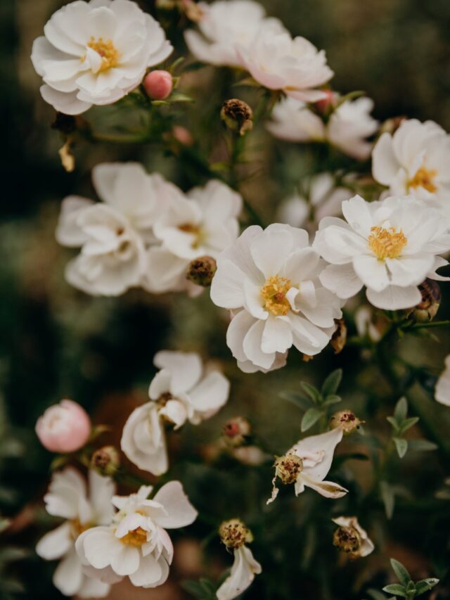 The Prettiest White Flowers To Plant In Your Garden Now