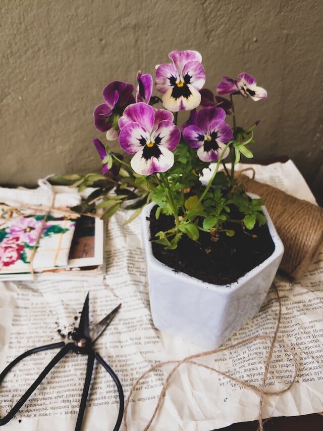 The Most Gorgeous Flowering Plants that Will Attract Bees