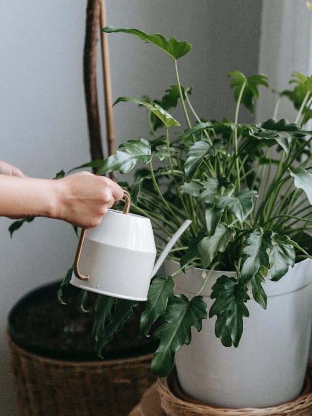 8 Low-Light Houseplants For Not-So-Green Thumb