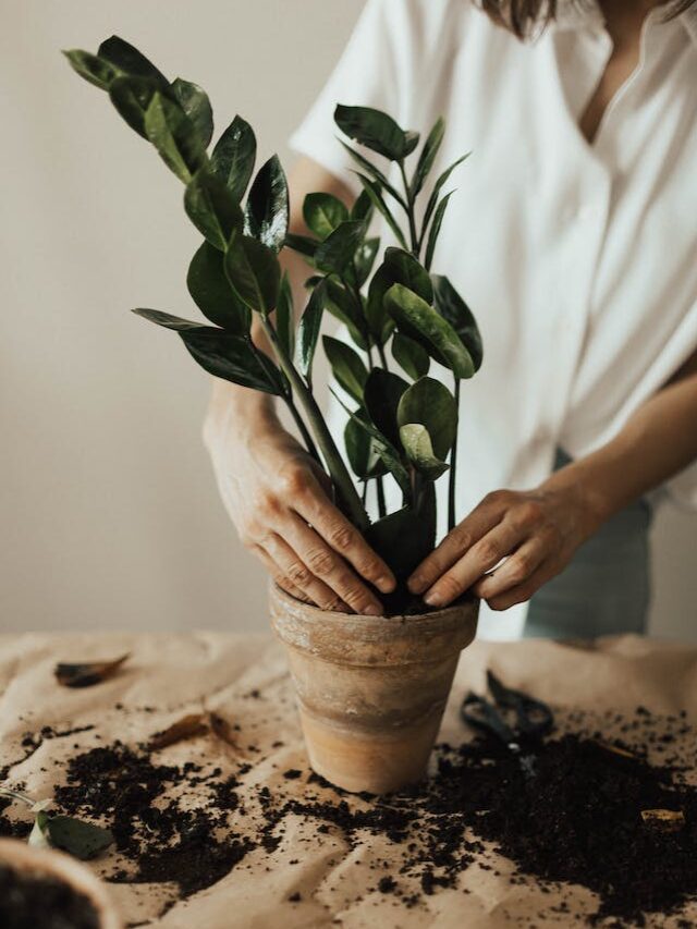 These Are Some Of The Best And Most Common Indoor Plant