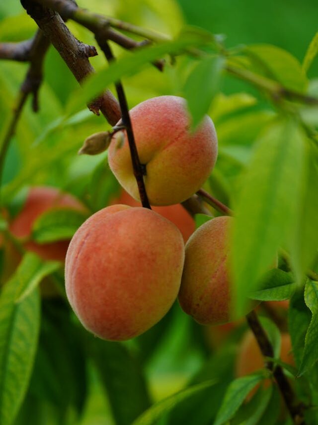 8 Best Dwarf Fruit Trees To Grow In Small Space