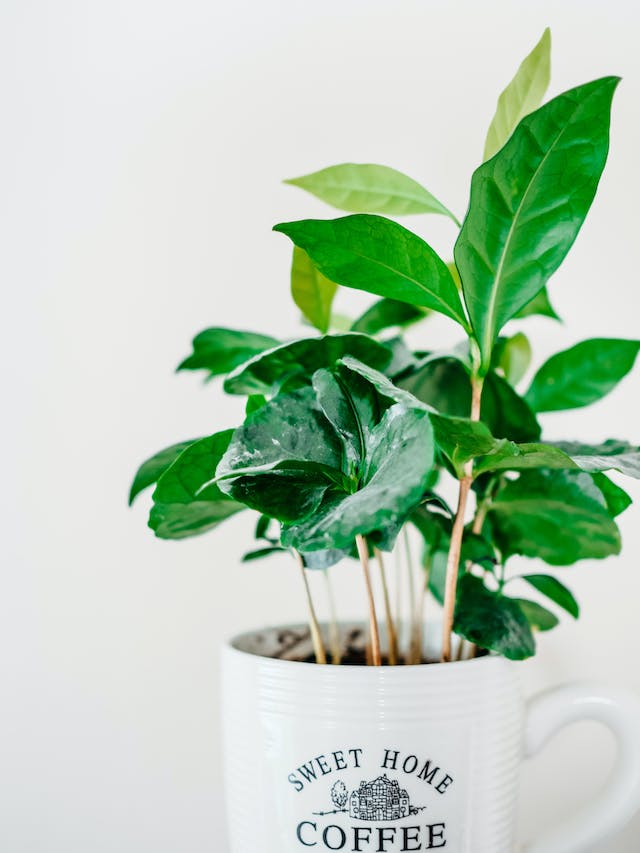 9 Beautiful Houseplants You Can Grow From Seed